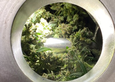Inside The Cannabis Drying Machine